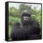 Ape: Mountain Gorilla Silverback Male-Adrian Warren-Framed Stretched Canvas