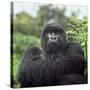 Ape: Mountain Gorilla Silverback Male-Adrian Warren-Stretched Canvas