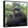 Ape: Mountain Gorilla Silverback Male-Adrian Warren-Framed Stretched Canvas