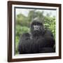 Ape: Mountain Gorilla Silverback Male-Adrian Warren-Framed Photographic Print