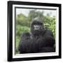 Ape: Mountain Gorilla Silverback Male-Adrian Warren-Framed Photographic Print