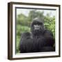 Ape: Mountain Gorilla Silverback Male-Adrian Warren-Framed Photographic Print