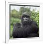 Ape: Mountain Gorilla Silverback Male-Adrian Warren-Framed Photographic Print