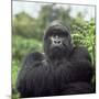 Ape: Mountain Gorilla Silverback Male-Adrian Warren-Mounted Photographic Print