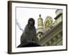 Ape, Nepal-Michael Brown-Framed Photographic Print