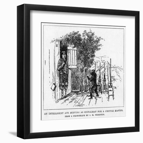 Ape Signalman-null-Framed Art Print