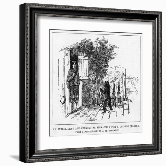 Ape Signalman-null-Framed Art Print