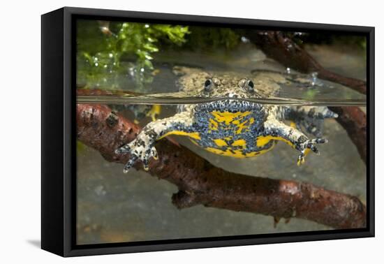 Apennine Yellow-Bellied Toad in Water-null-Framed Stretched Canvas