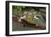 Apennine Yellow-Bellied Toad in Water-null-Framed Photographic Print