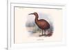 Aphanapteryx Bonasia-Lionel Walter Rothschild-Framed Premium Giclee Print