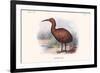 Aphanapteryx Bonasia-Lionel Walter Rothschild-Framed Premium Giclee Print