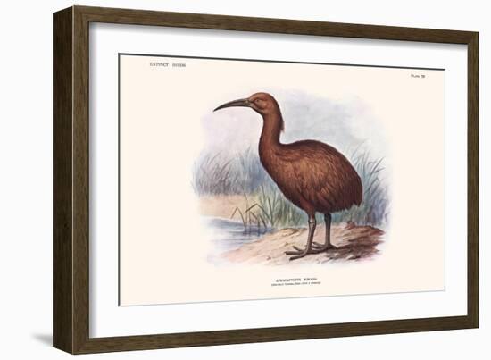 Aphanapteryx Bonasia-Lionel Walter Rothschild-Framed Art Print