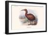 Aphanapteryx Bonasia-Lionel Walter Rothschild-Framed Art Print