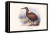 Aphanapteryx Bonasia-Lionel Walter Rothschild-Framed Stretched Canvas