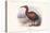 Aphanapteryx Bonasia-Lionel Walter Rothschild-Stretched Canvas