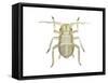 Aphid (Myzus Persicae), Insects-Encyclopaedia Britannica-Framed Stretched Canvas