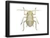 Aphid (Myzus Persicae), Insects-Encyclopaedia Britannica-Framed Poster