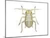 Aphid (Myzus Persicae), Insects-Encyclopaedia Britannica-Mounted Poster