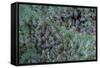 Aphids on Apple Leaf-Paul Starosta-Framed Stretched Canvas