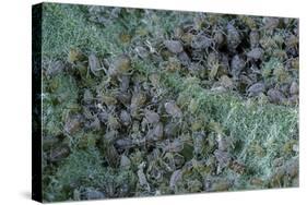 Aphids on Apple Leaf-Paul Starosta-Stretched Canvas