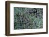 Aphids on Apple Leaf-Paul Starosta-Framed Photographic Print