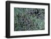 Aphids on Apple Leaf-Paul Starosta-Framed Photographic Print