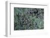 Aphids on Apple Leaf-Paul Starosta-Framed Photographic Print