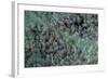 Aphids on Apple Leaf-Paul Starosta-Framed Photographic Print