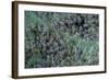 Aphids on Apple Leaf-Paul Starosta-Framed Photographic Print