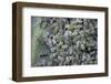 Aphids on Cabbage Leaf-Paul Starosta-Framed Photographic Print