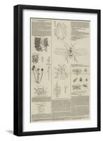 Aphis Vastator, the Supposed Cause of the Potato Disease-null-Framed Giclee Print