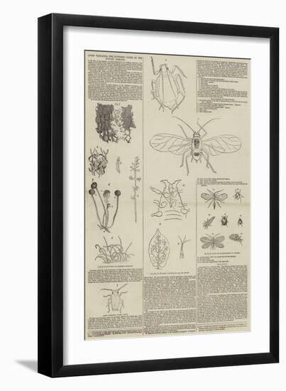 Aphis Vastator, the Supposed Cause of the Potato Disease-null-Framed Giclee Print