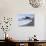 Aphrodite Rock and Beach, Cyprus, Mediterranean, Europe-null-Stretched Canvas displayed on a wall