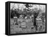 Apiary of Wooden Hives, Lismore, Ireland, 1890-null-Framed Stretched Canvas