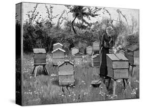 Apiary of Wooden Hives, Lismore, Ireland, 1890-null-Stretched Canvas