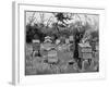 Apiary of Wooden Hives, Lismore, Ireland, 1890-null-Framed Giclee Print