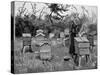 Apiary of Wooden Hives, Lismore, Ireland, 1890-null-Stretched Canvas