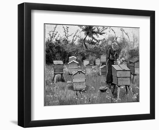 Apiary of Wooden Hives, Lismore, Ireland, 1890-null-Framed Giclee Print