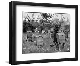 Apiary of Wooden Hives, Lismore, Ireland, 1890-null-Framed Giclee Print