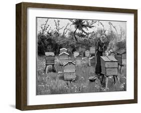 Apiary of Wooden Hives, Lismore, Ireland, 1890-null-Framed Giclee Print