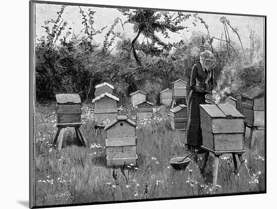Apiary of Wooden Hives, Lismore, Ireland, 1890-null-Mounted Giclee Print