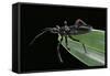 Apiomerus Geniculatus (Assassin Bug)-Paul Starosta-Framed Stretched Canvas