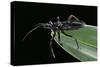 Apiomerus Geniculatus (Assassin Bug)-Paul Starosta-Stretched Canvas