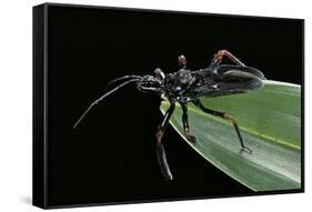 Apiomerus Geniculatus (Assassin Bug)-Paul Starosta-Framed Stretched Canvas