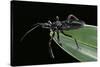 Apiomerus Geniculatus (Assassin Bug)-Paul Starosta-Stretched Canvas