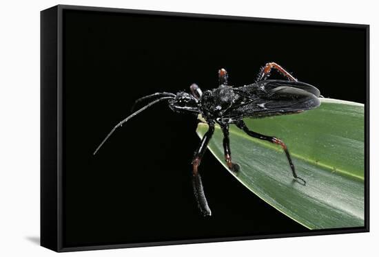 Apiomerus Geniculatus (Assassin Bug)-Paul Starosta-Framed Stretched Canvas