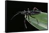 Apiomerus Geniculatus (Assassin Bug)-Paul Starosta-Framed Stretched Canvas