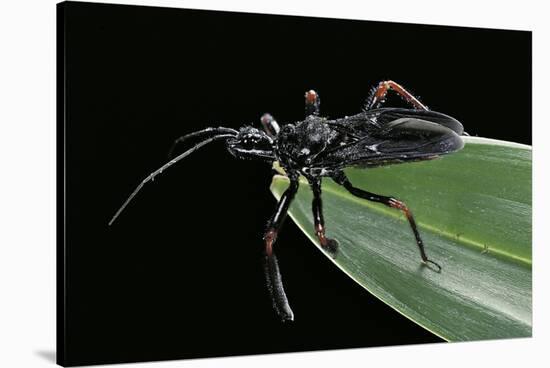 Apiomerus Geniculatus (Assassin Bug)-Paul Starosta-Stretched Canvas