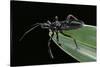 Apiomerus Geniculatus (Assassin Bug)-Paul Starosta-Stretched Canvas