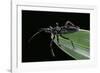 Apiomerus Geniculatus (Assassin Bug)-Paul Starosta-Framed Photographic Print